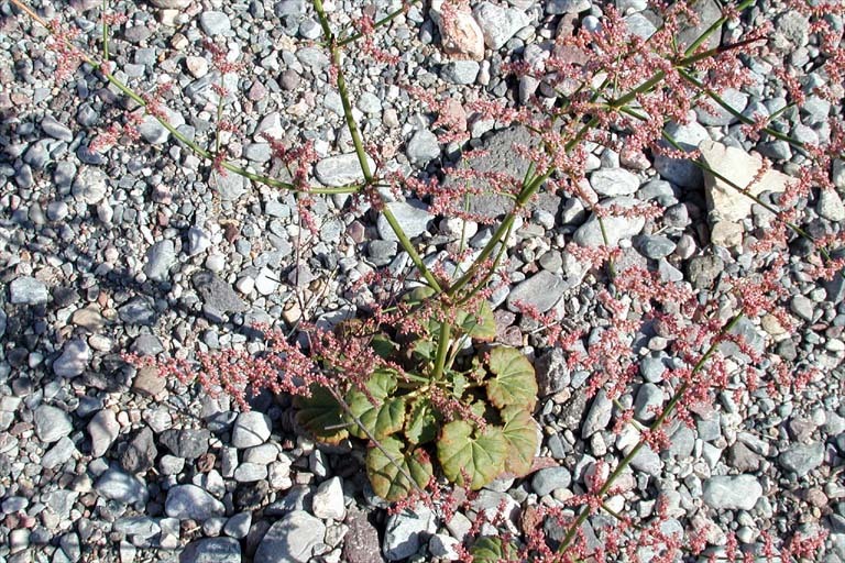 Image of robust Hoffmann's buckwheat