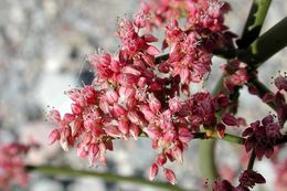 Image of robust Hoffmann's buckwheat