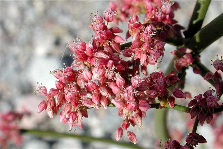 Image of robust Hoffmann's buckwheat