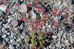 Image of robust Hoffmann's buckwheat