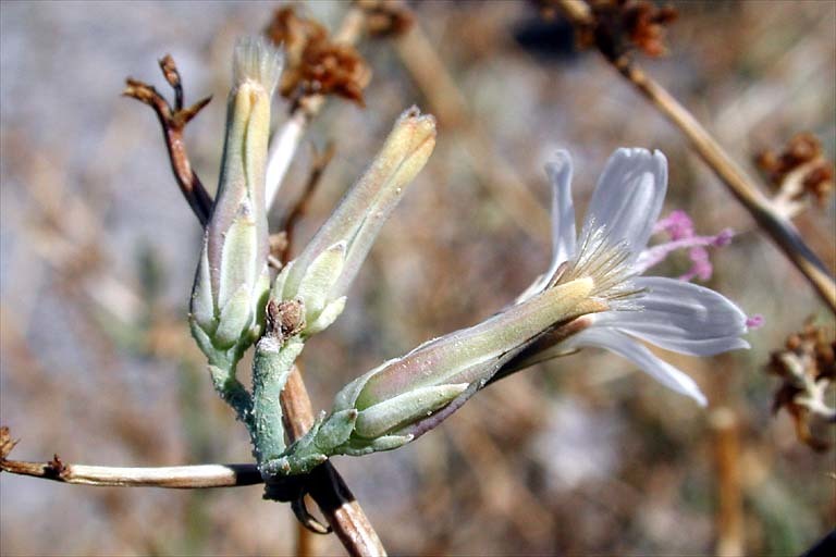 Image of brownplume wirelettuce