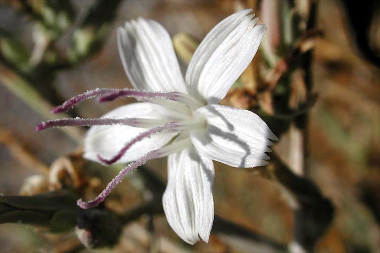 Image of brownplume wirelettuce