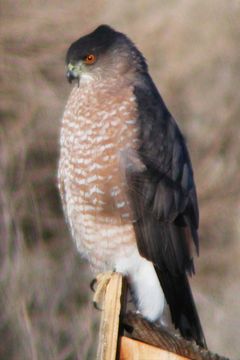 Image of Cooper's Hawk