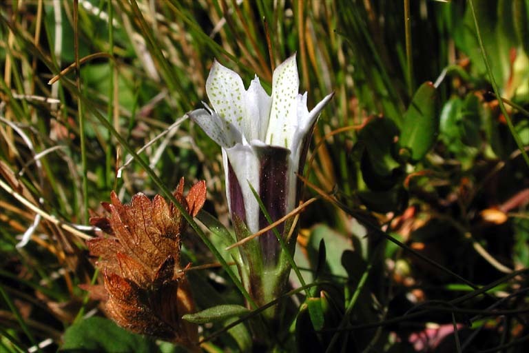 Слика од Gentiana newberryi var. tiogana (Heller) J. S. Pringle