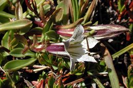 Image of Tioga gentian