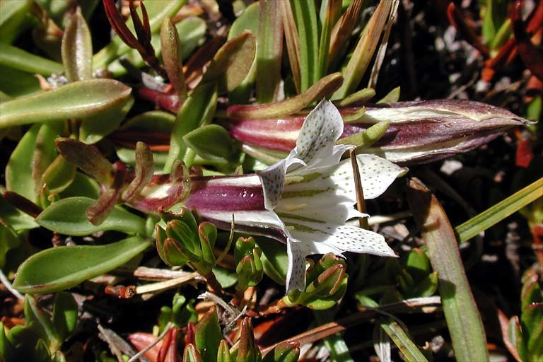 Слика од Gentiana newberryi var. tiogana (Heller) J. S. Pringle