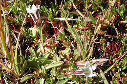 Image of Tioga gentian