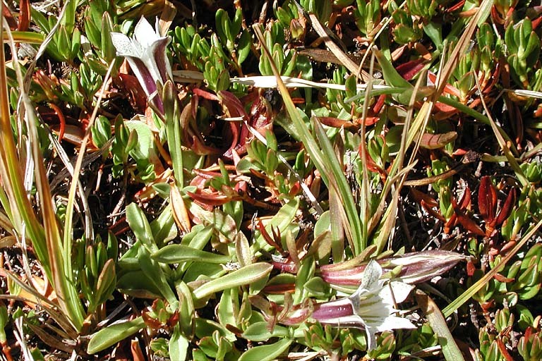 Image of Tioga gentian