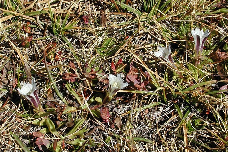 Image of Tioga gentian