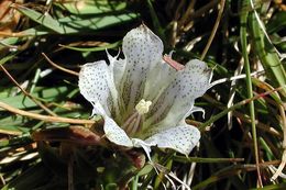 Image of Tioga gentian