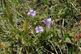 Image of Sierra fringed gentian