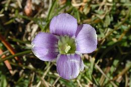 Image of Sierra fringed gentian