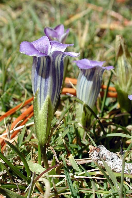 Image of Sierra fringed gentian