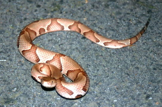 Image of Copperhead