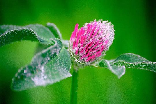 Image of Red Clover