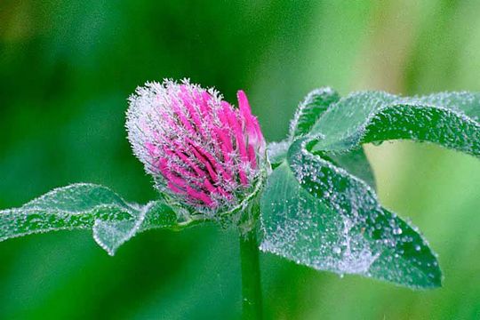 Image of Red Clover