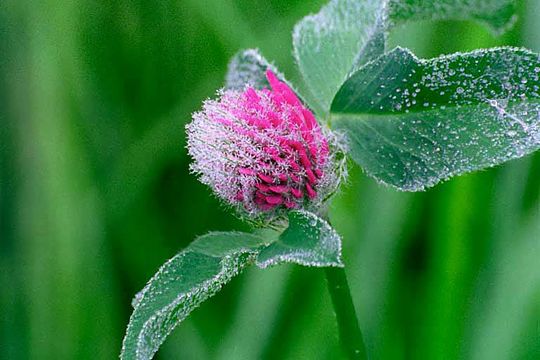 Image of Red Clover