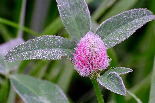 Image of Red Clover