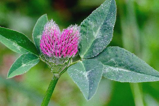 Image of Red Clover