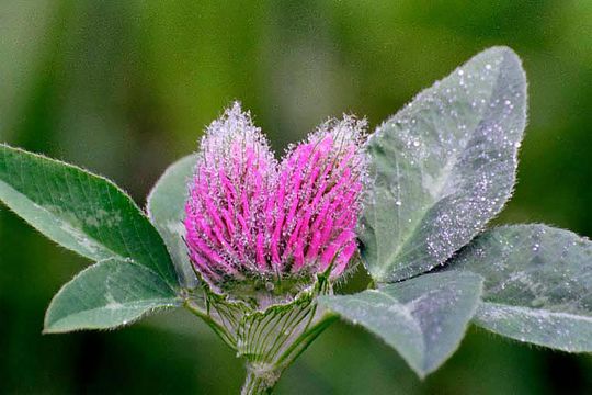 Image of Red Clover