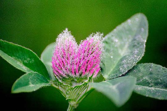 Image of Red Clover