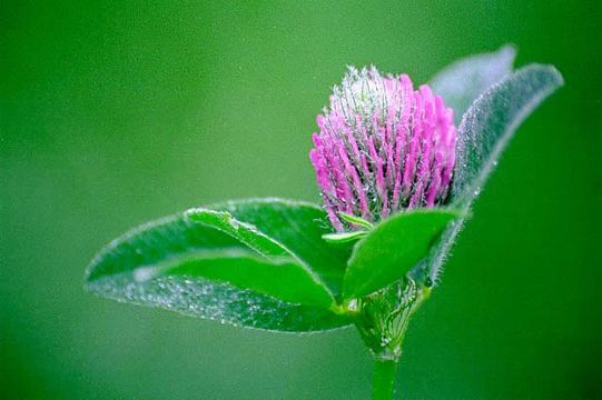 Image of Red Clover