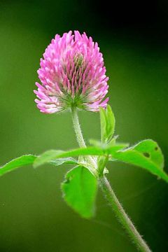 Image of Red Clover