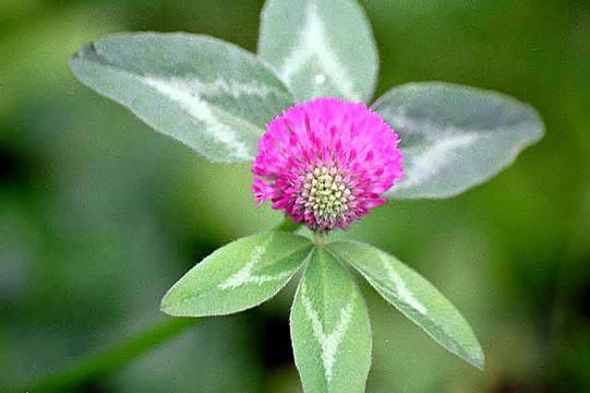 Image of Red Clover