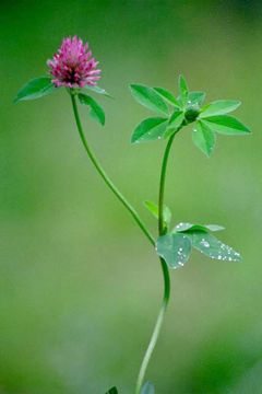 Image of Red Clover