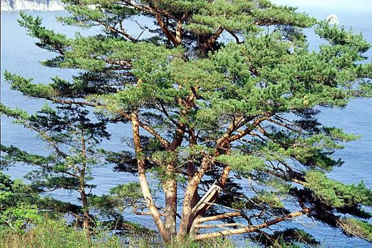 Image of Japanese Red Pine