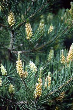 Image of Japanese Red Pine