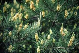 Image of Japanese Red Pine