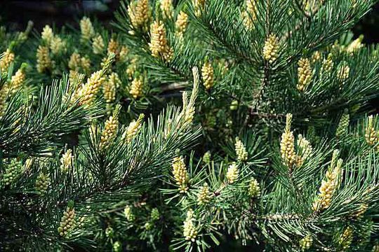 Image of Japanese Red Pine