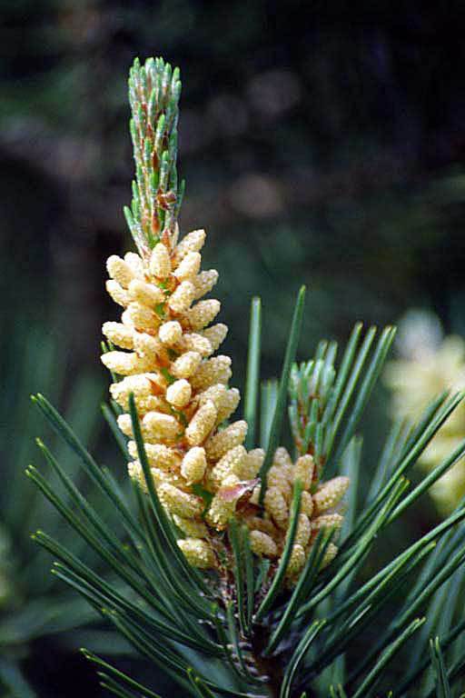 Image of Japanese Red Pine