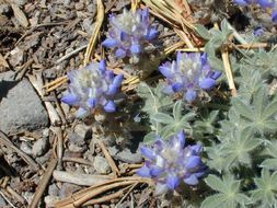 Image of Brewer's Lupine