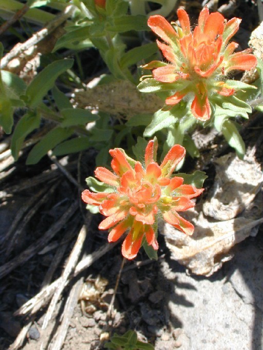 Image of wavyleaf Indian paintbrush