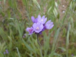 صورة Dichelostemma capitatum (Benth.) Alph. Wood