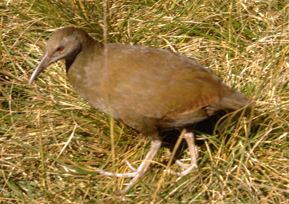 Image of Lord Howe Island woodhen