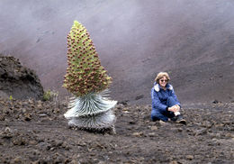 Plancia ëd Argyroxiphium sandwicense subsp. macrocephalum (A. Gray) A. Meyrat