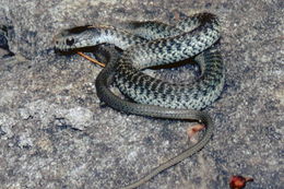 Image of Aquatic Gartersnake