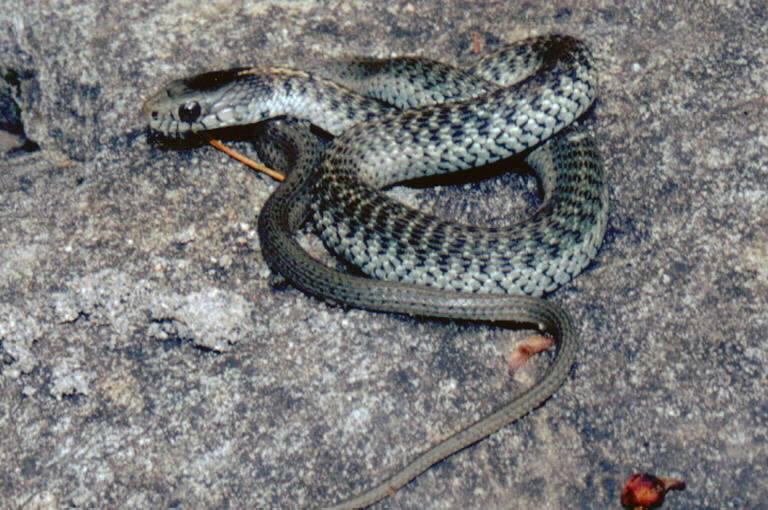 Image of Aquatic Gartersnake