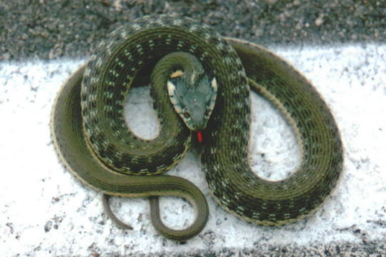 Plancia ëd Thamnophis hammondii (Kennicott 1860)