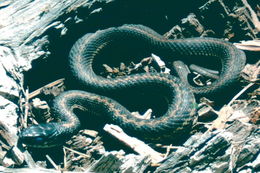 Image of Terrestrial (Wandering) Garter Snake