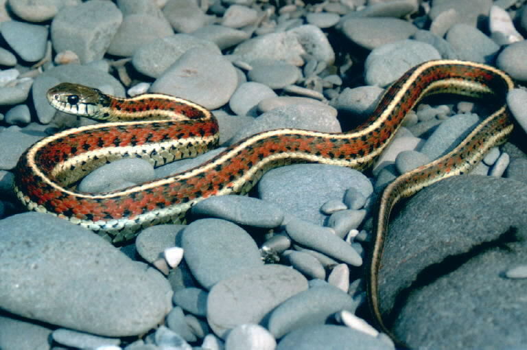 Image of Terrestrial (Wandering) Garter Snake