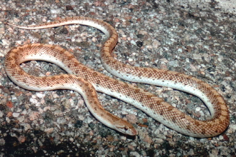 Image of Glossy Snake