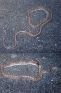 Image of Glossy Snake