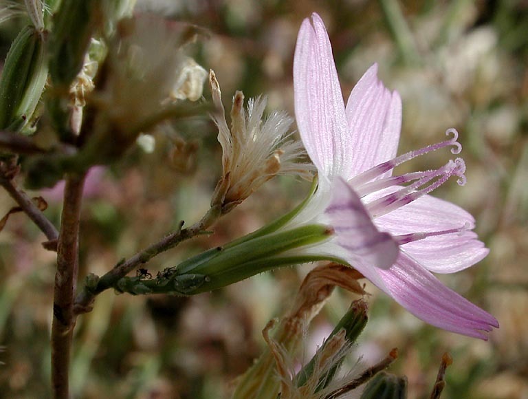 Image of brownplume wirelettuce