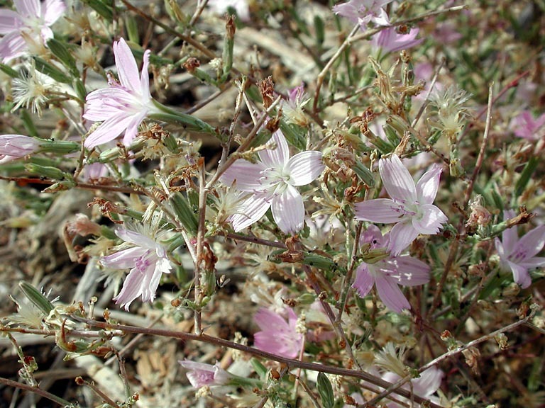 Image of brownplume wirelettuce