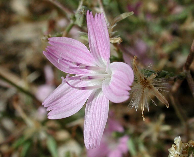 Image of brownplume wirelettuce