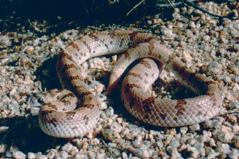 Image of Spotted Leafnose Snake